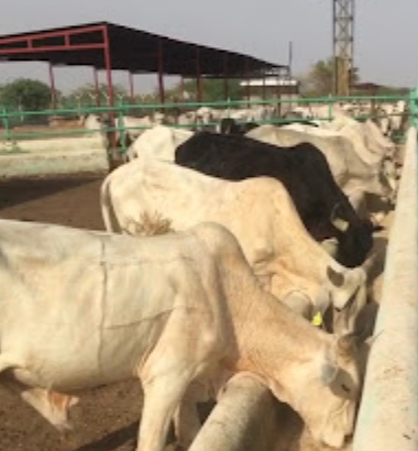 Nile Land Factory for Agricultural